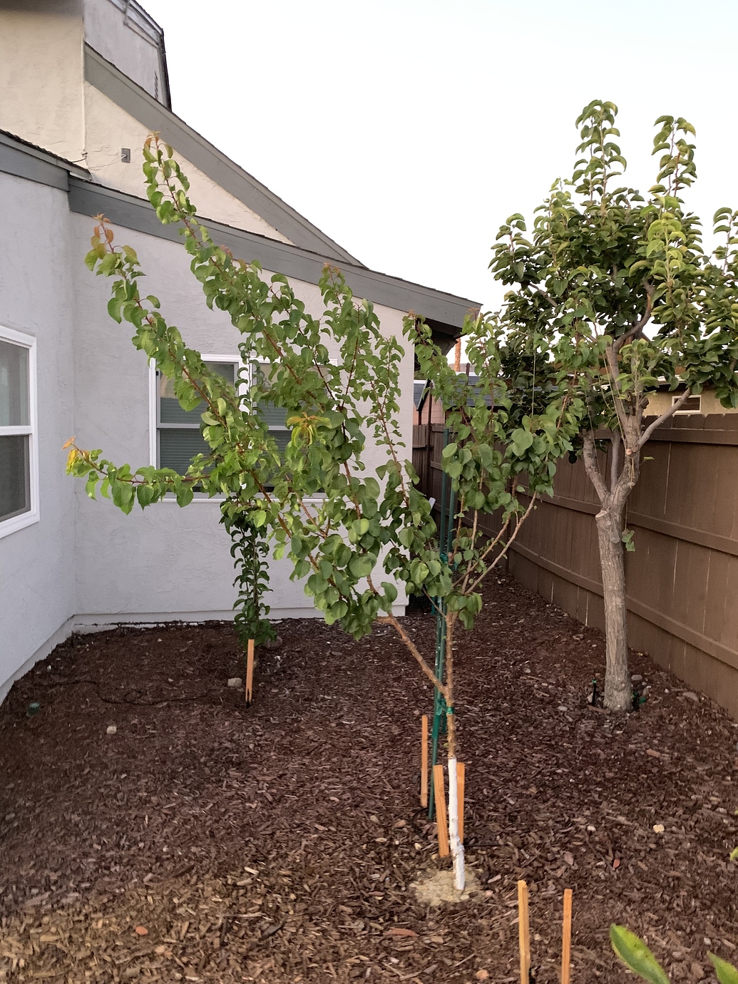 CotNCandy Aprium Pruning advice needed General Fruit Growing