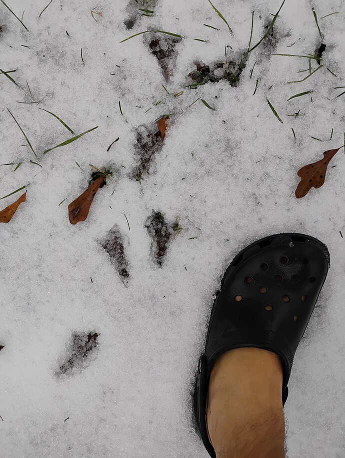 turkey tracks in the snow