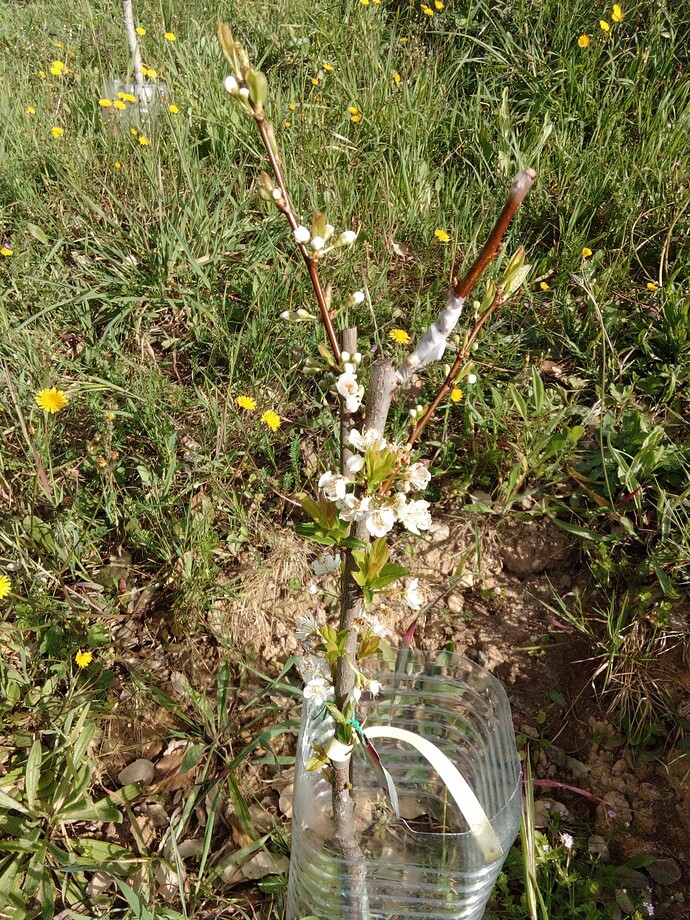 Imagem WhatsApp 2023-03-30 às 14.12.07