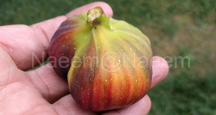 Martinenca%20Rimada%202