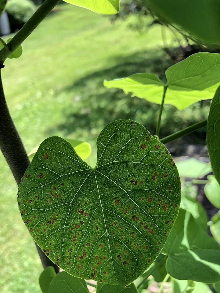 What is spotting my redbud leaves General Gardening Growing Fruit