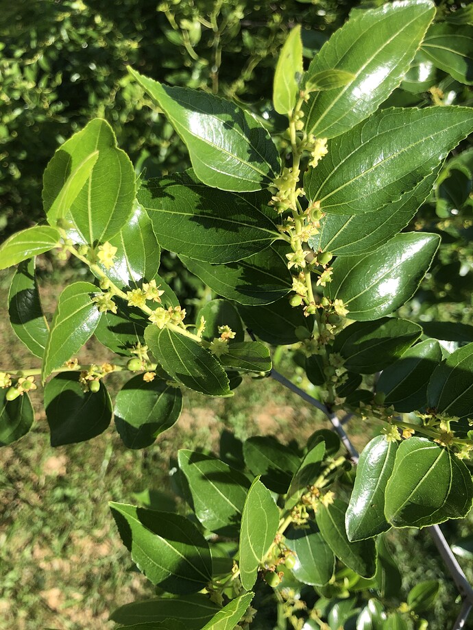 Sihong_ph_07-03-2022