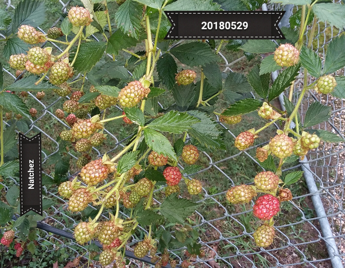 New to me training system for Natchez blackberries Pictures
