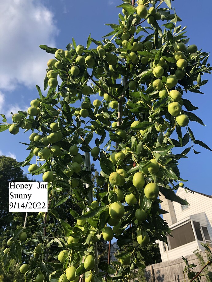 Honey_Jar_09-14-2022