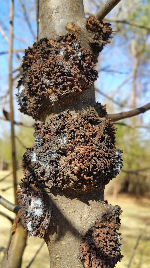 Strange growth on Fuji Apple Tree General Fruit Growing Growing Fruit