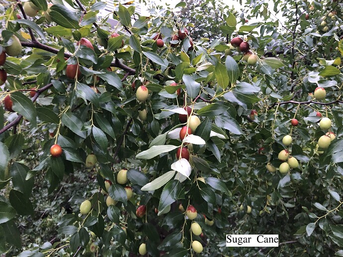 Sugar_Cane_10-24-2021