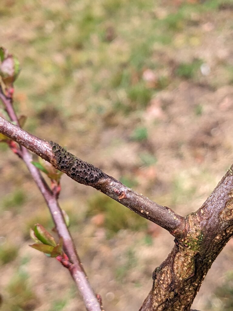 What is this lesion on my apple tree? - General Fruit Growing - Growing ...