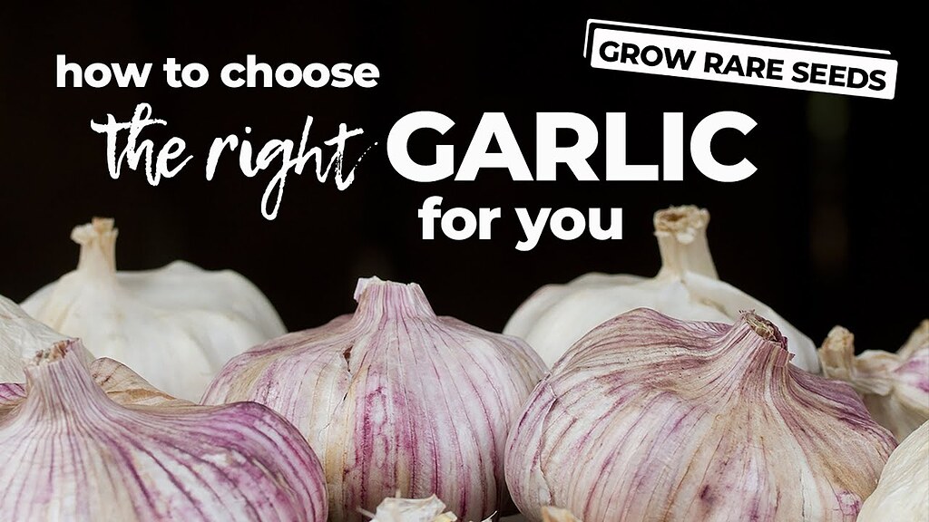 Garlic varieties intro video General Gardening Growing Fruit