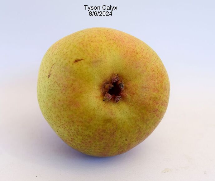 Tyson#3_8-6-2024RS