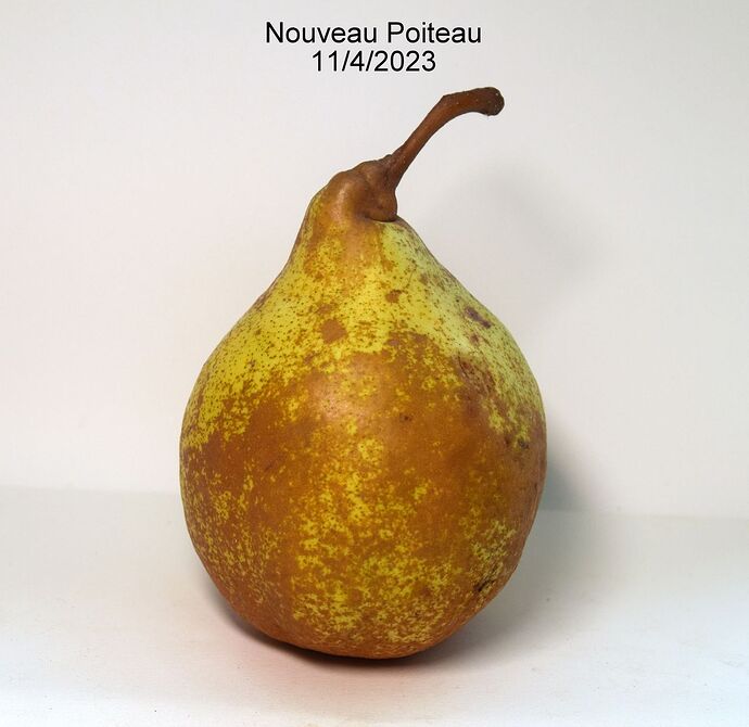 Nouveau PoiteauBRS