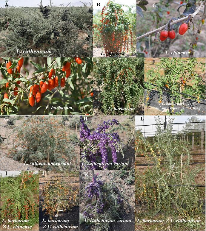 fpls-13-802936-g003-gojiberry&-varient