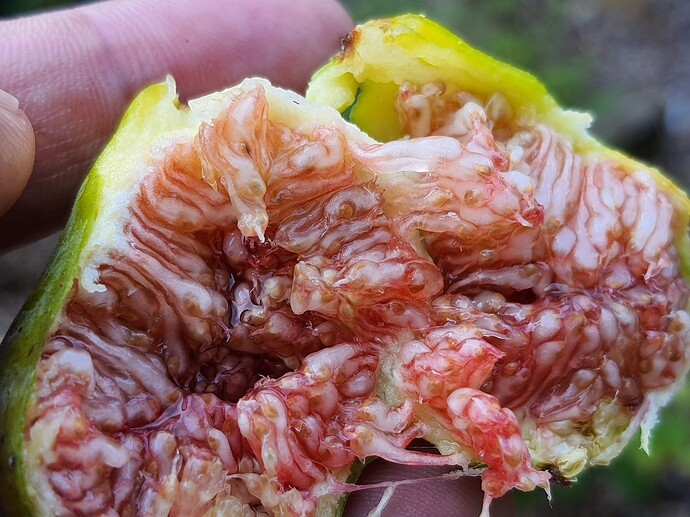 Troiano Calabrese Breba 07-11-21  1