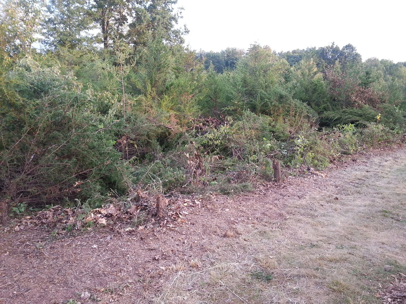 What Nut Trees in Northeast? General Fruit Growing Growing Fruit