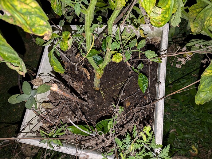 PXL_20240708_020134417