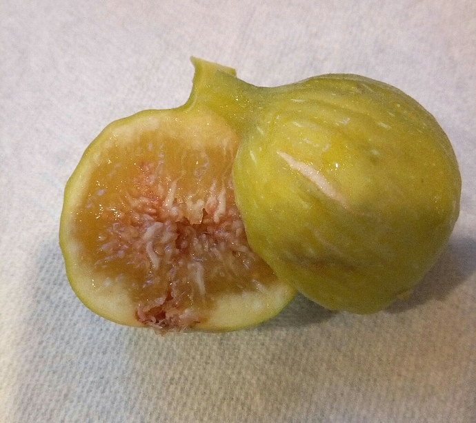 Conadria_28%20Aug%202019