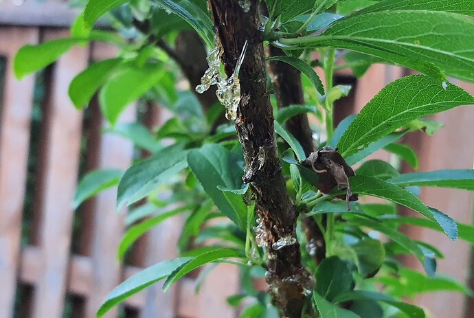 Cicadas damage 2