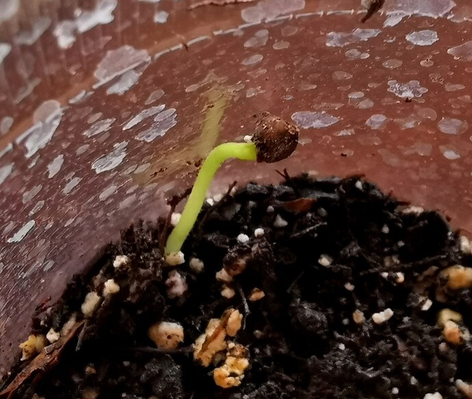 IMG_20210321_083828_edit_342629578322716