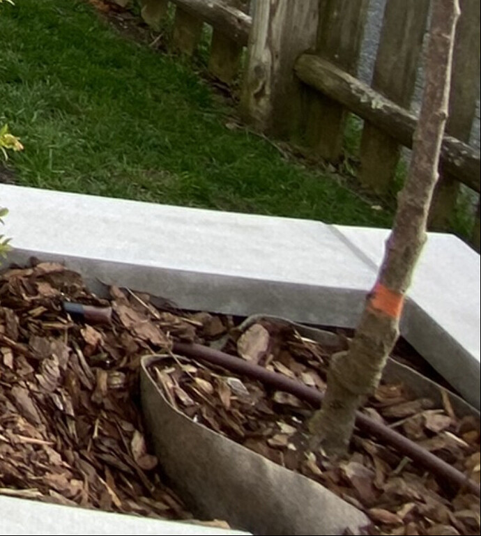 Cherry tree trunk is looking really bad. Splitting? Rotting? General Fruit Growing Growing Fruit