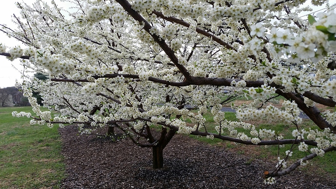 Plums%202%202020