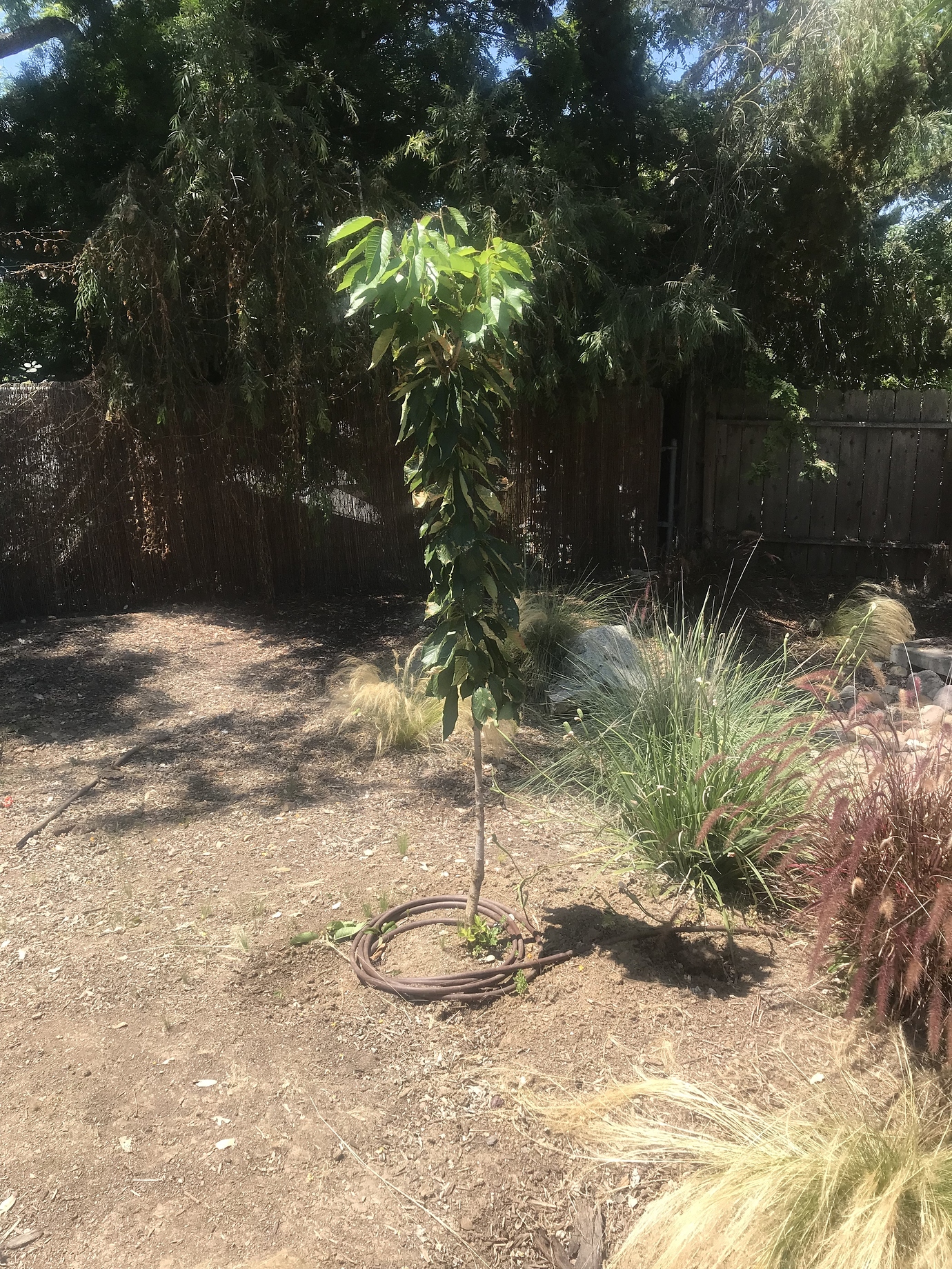 Royal Crimson Cherry (aka 6GM25, Royal Fran) Pictures! Growing Fruit