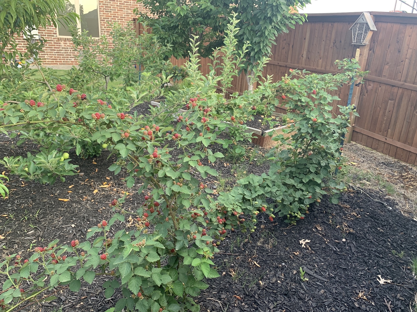 Osage and Kiowa blackberries end of May Pictures! Growing Fruit