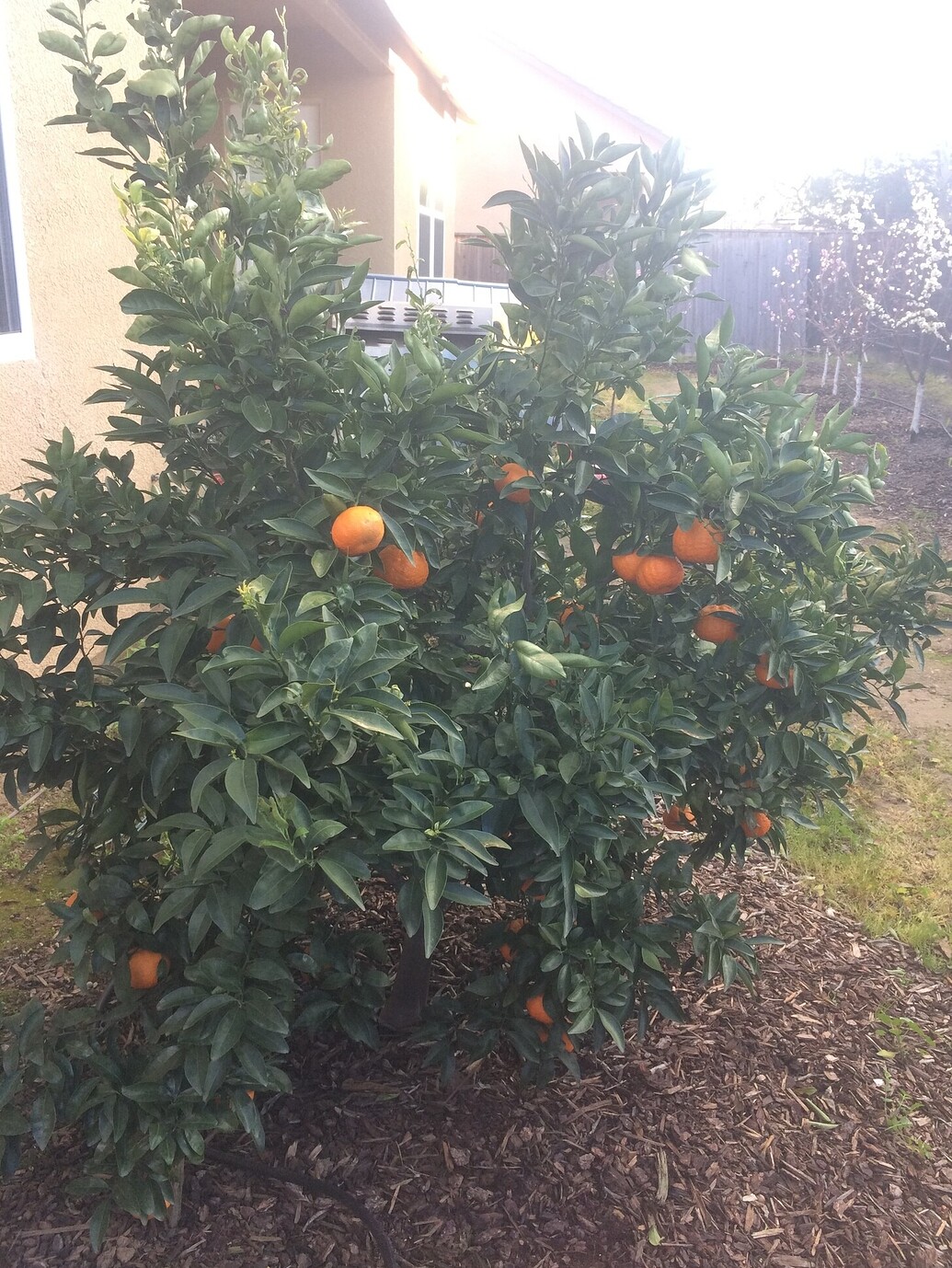 Gold Nugget Mandarin General Fruit Growing Growing Fruit