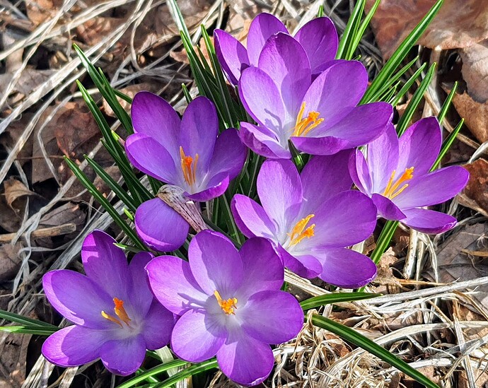 Crocus 03-19-22 2