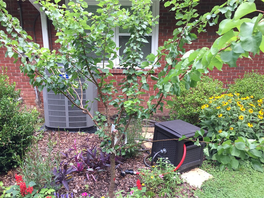 Apricots General Fruit Growing Growing Fruit