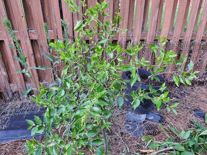 Sugar Cane 06-28-22 1