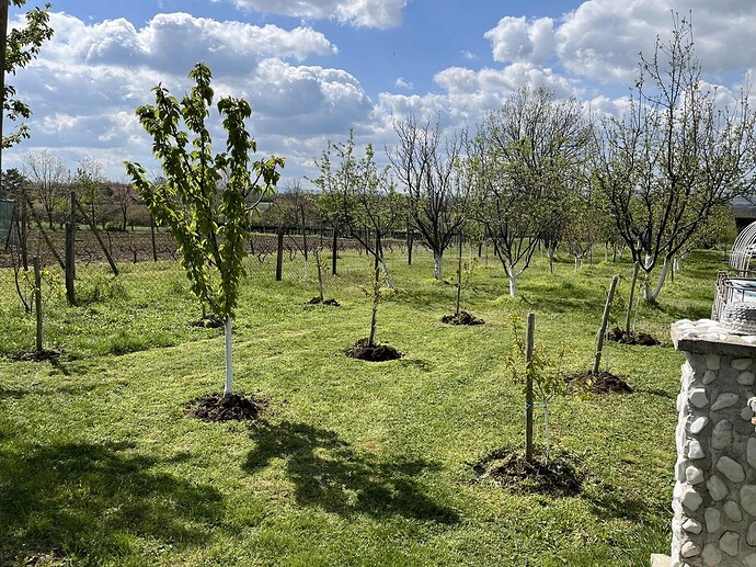 orchard