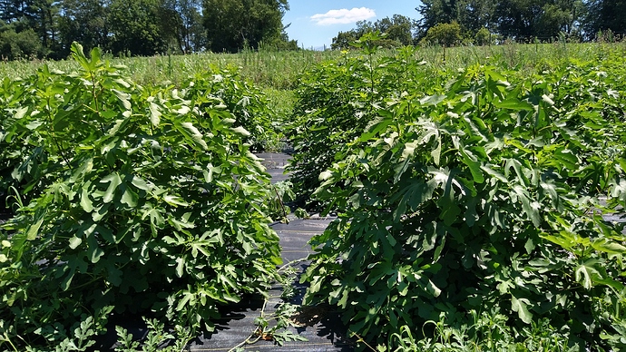 IMG_20200729_134034756_HDR