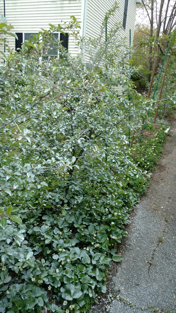 whitecherries