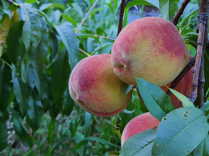 Redhaven%20Peach%2007-20-20%201