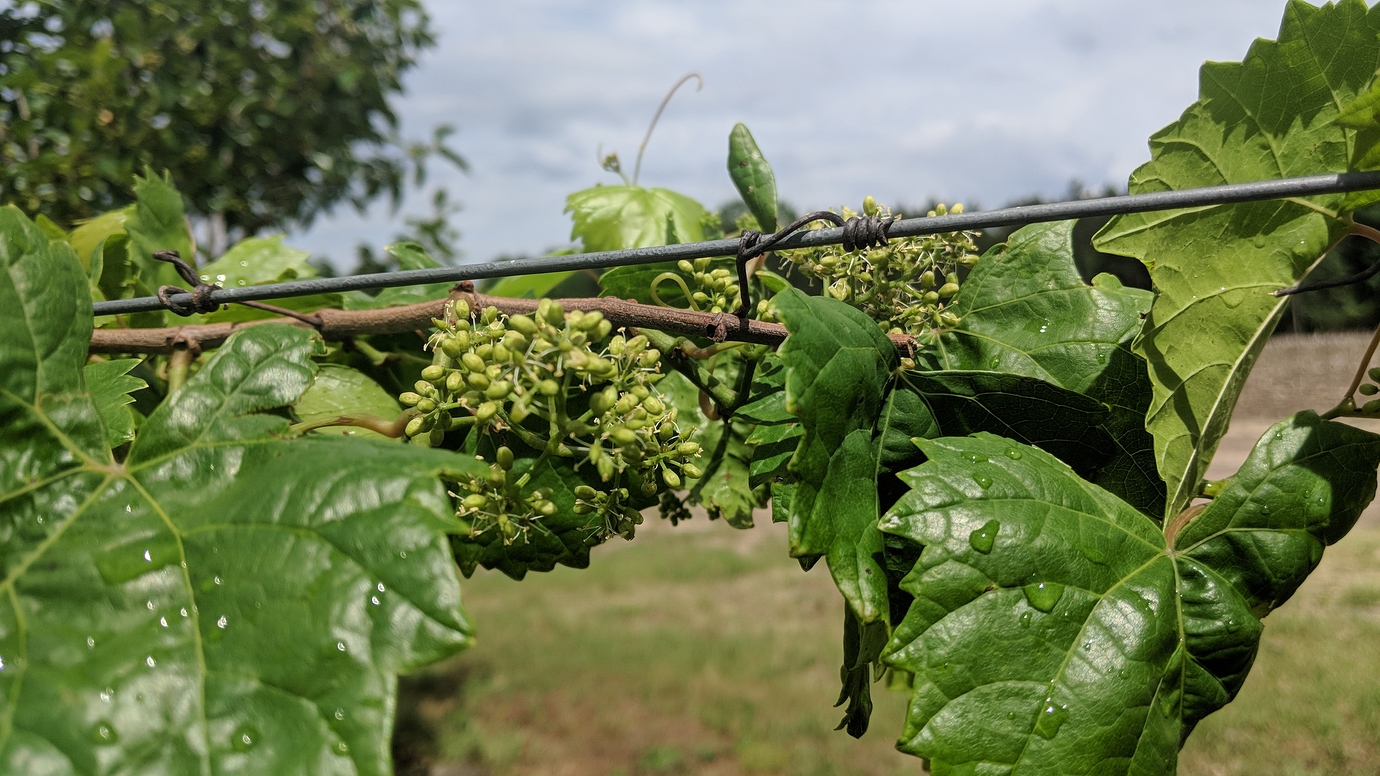 Razzmatazz Grape General Fruit Growing Growing Fruit