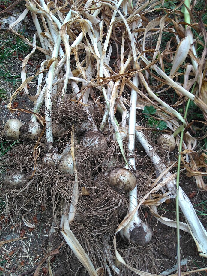 IMG_20220705_184903013