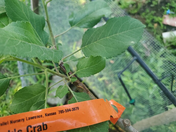 Clark's Crab Graft Healed