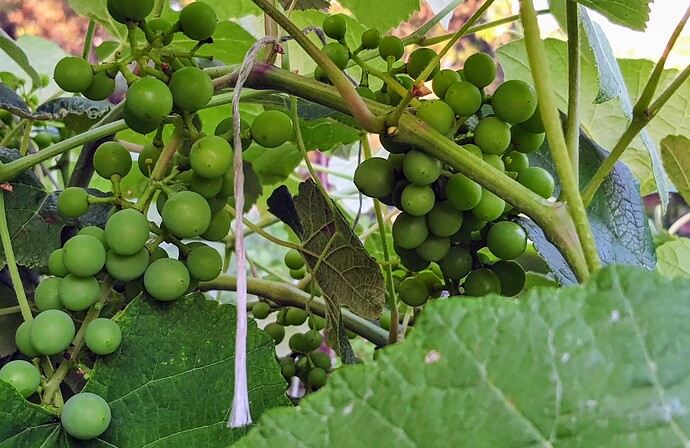 Reliance Grapes 06-17-22 1