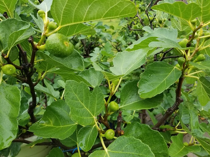 1625950431667234644012770014204