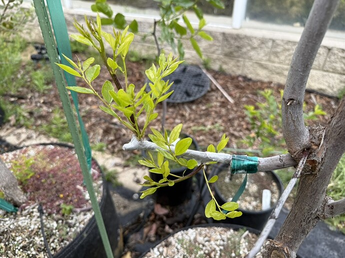 8336D023-2810-413C-96A6-DD9096355101_1_105_c