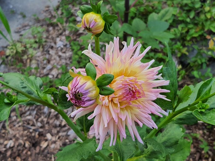 Dhalia 07-06-21 2