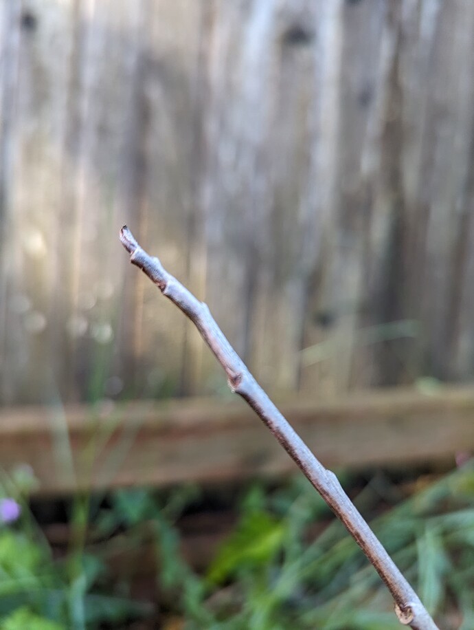 PXL_20240603_155242097