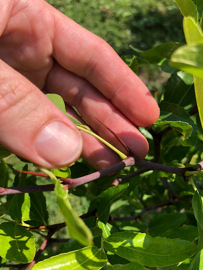 Seedling_thorn_09-18-2022