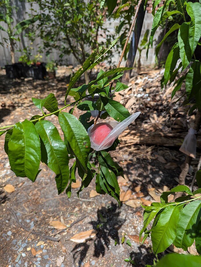 PXL_20250501_185531112