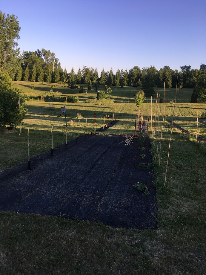Garden and Left Row Beardstown American Persimmon Sowed Seeds