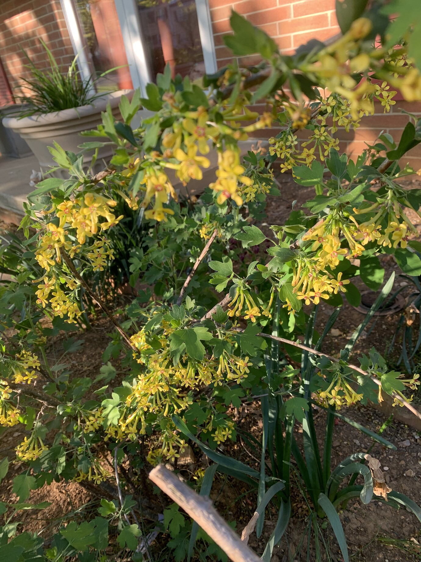 Trees that smell nice General Fruit Growing Growing Fruit