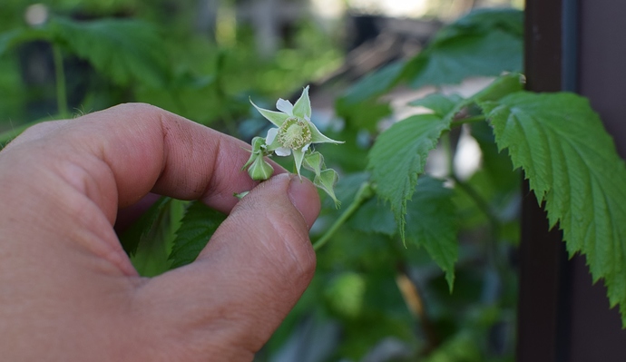 raspberrybloom
