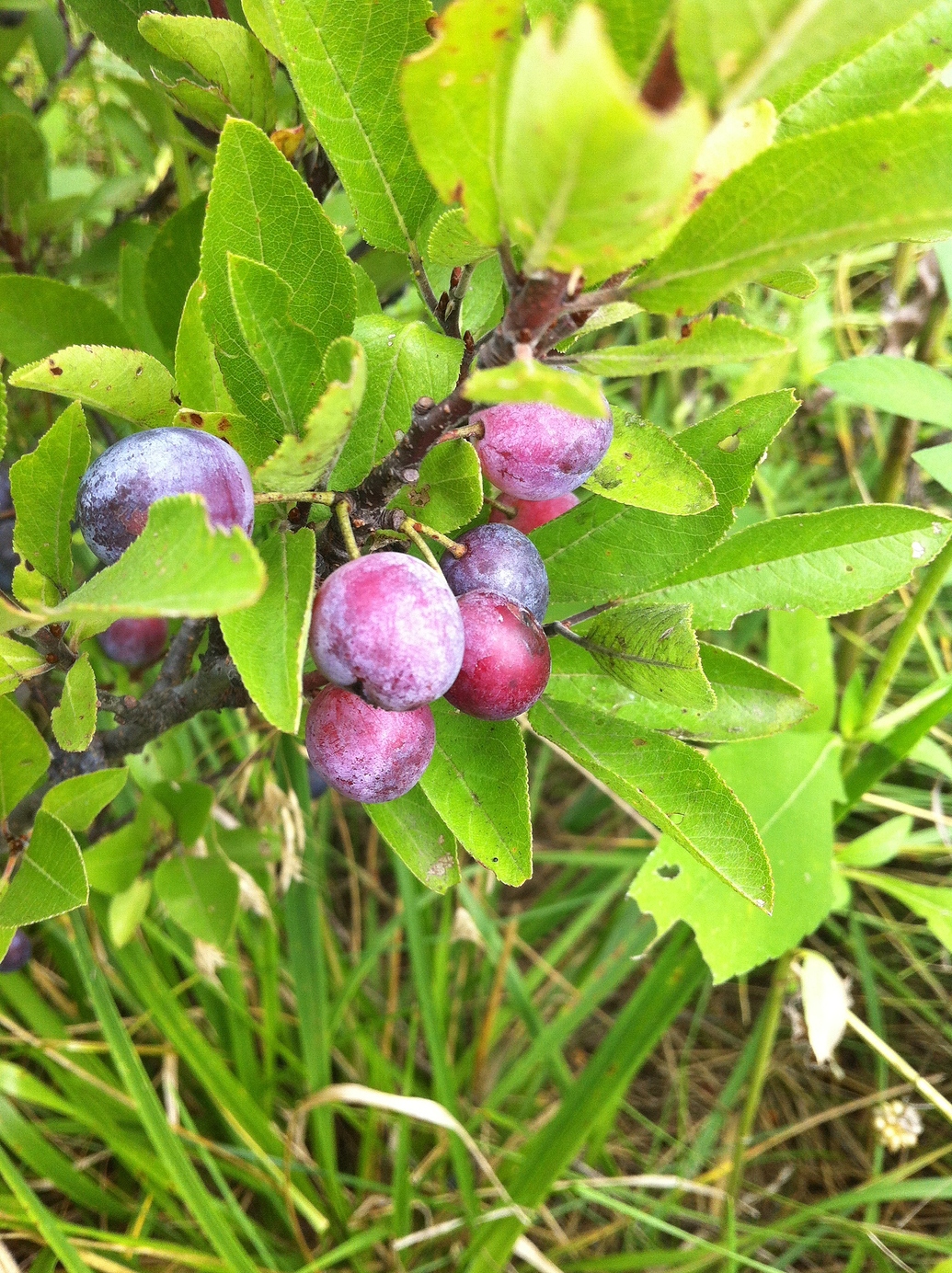Beach plums General Fruit Growing Growing Fruit