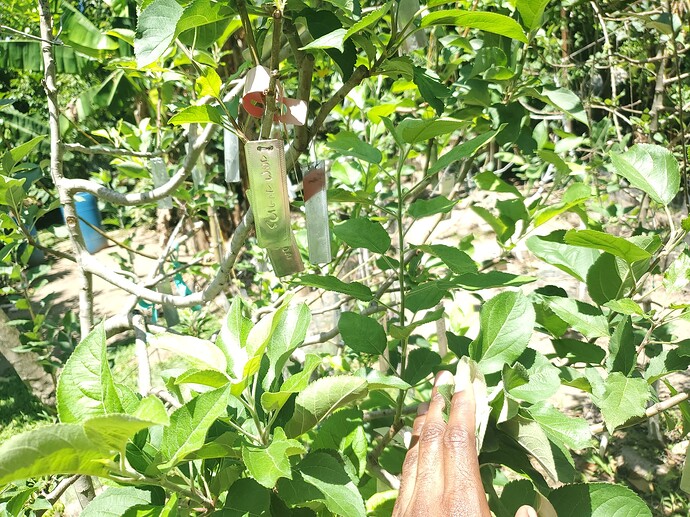 Clark's Crab Bud Graft