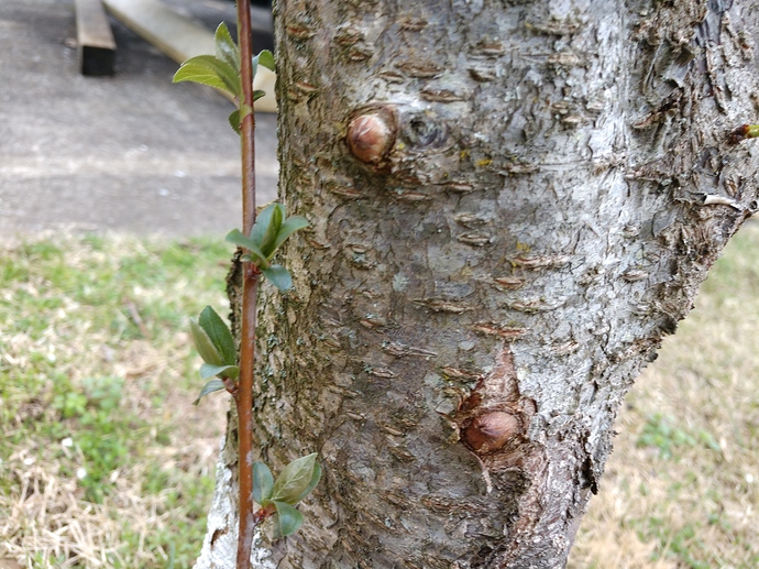 IMG_20200315_163304059