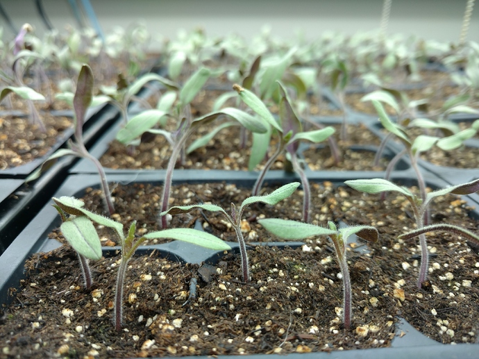 IMG_20190307_131240462